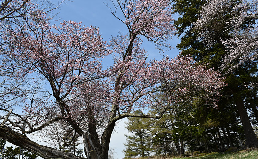 試作場の桜