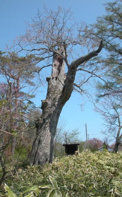 オクユキウスの大楢