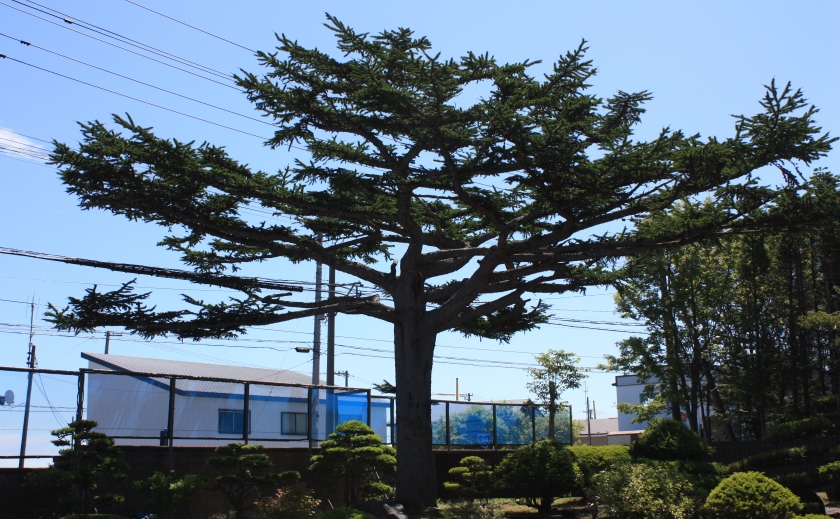 蝋山の松