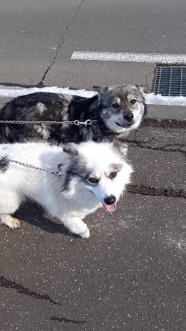 里親募集情報 迷い犬情報 住まい 生活 くらしの情報 北海道別海町