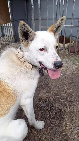 犬の里親募集情報 住まい 生活 くらしの情報 北海道別海町